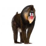 Mandrill Life-size Cardboard Cutout #5231