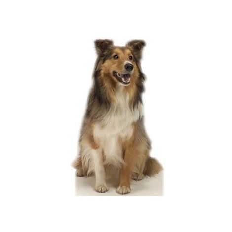  Collie the Dog Cutout #624