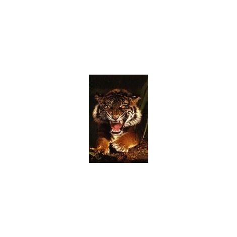  Sumatran Tiger Poster
