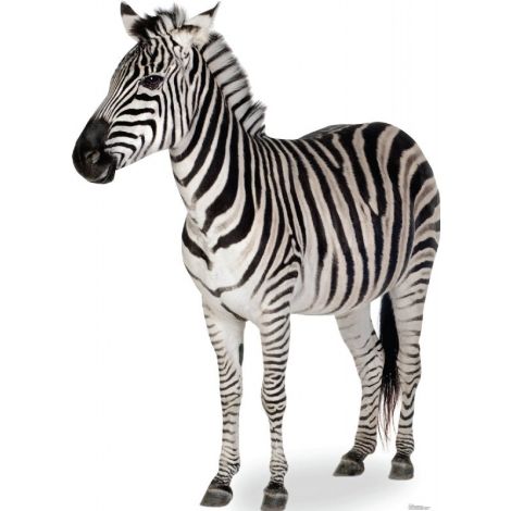 Zebra Lifesize cutout #1479