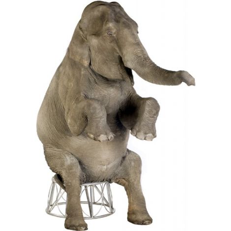 Asian Elephant Lifesize cutout #1480