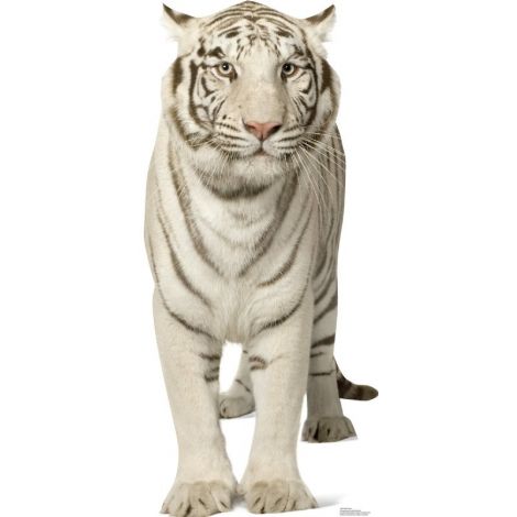  White Tiger Lifesize cutout #1481