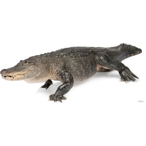 American Alligator Lifesize cutout #1482