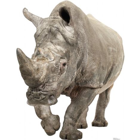  White Rhinoceros Lifesize cutout #1483