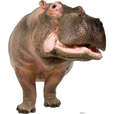  Hippopotamus Lifesize cutout #1484