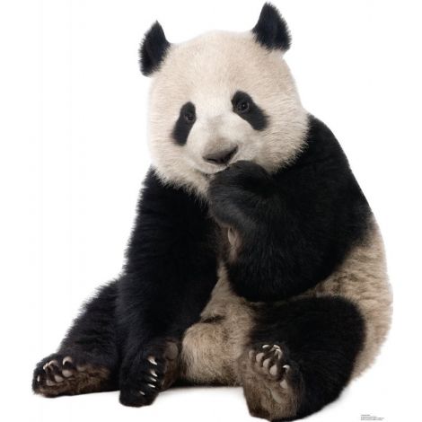 Giant Panda Lifesize cutout #1485