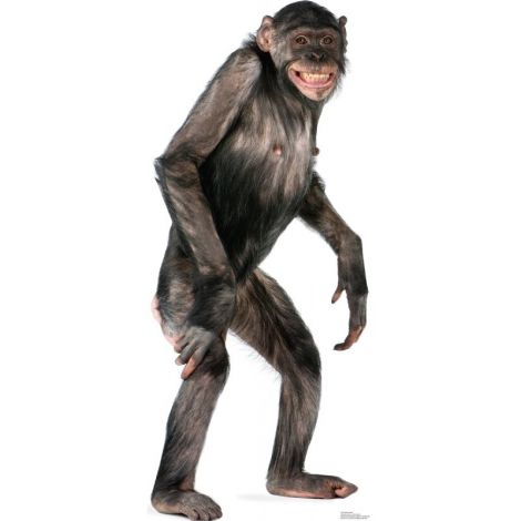 Chimpanzee Lifesize cutout #1487