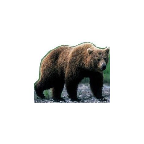 Grizzly Bear Cutout