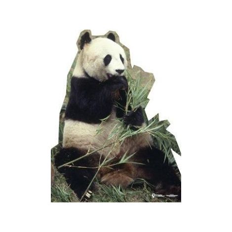 Panda Bear Photo Cutout