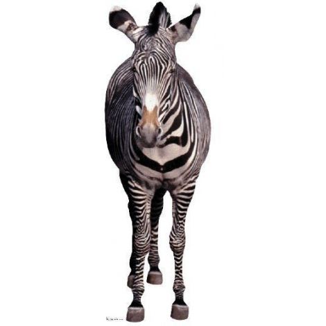  Lifesize Zebra Cutout #814