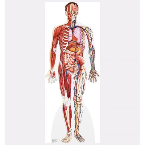  Anatomy – Cross Section Cardboard Cutout #1835