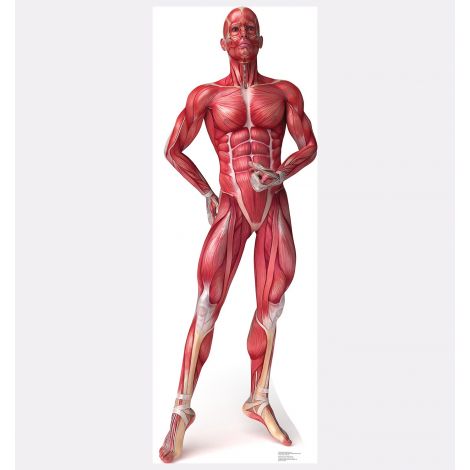 Muscle System – Anatomy Cardboard Cutout #1838