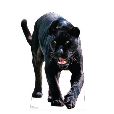  Black Jaguar Life-size Cardboard Cutout #5186