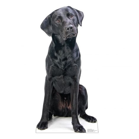  Black Labrador Life-size Cardboard Cutout #5187