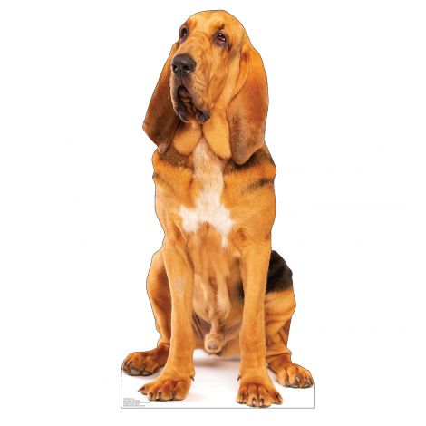  Bloodhound Life-size Cardboard Cutout #5188