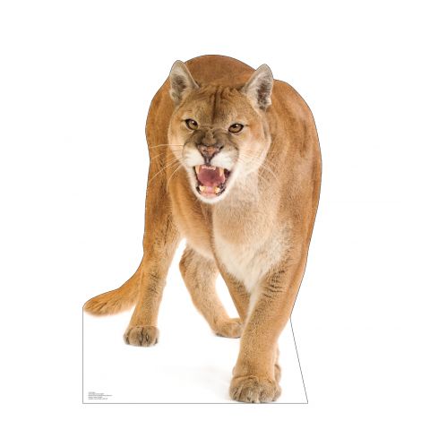  Cougar Life-size Cardboard Cutout #5189