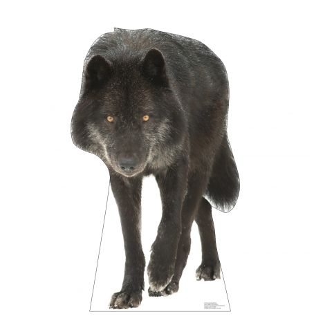 Canadian Black Wolf Life-size Cardboard Cutout #5193