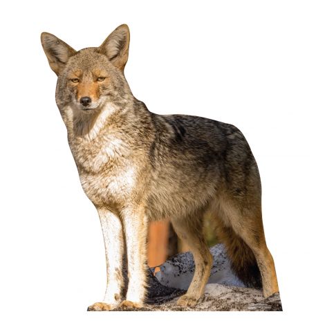  Coyote Life-size Cardboard Cutout #5199
