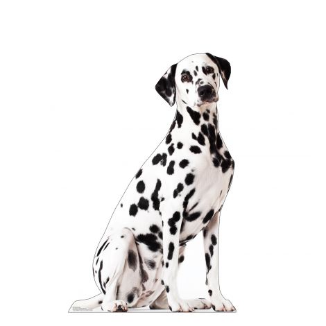 Dalmatian Life-size Cardboard Cutout #5200