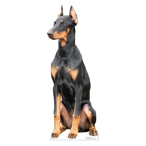  Doberman Life-size Cardboard Cutout #5203
