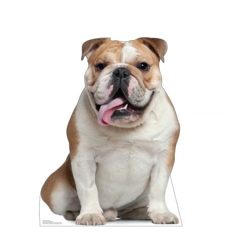 English Bull Dog Life-size Cardboard Cutout #5208