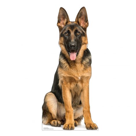  German Shepherd Life-size Cardboard Cutout #5212