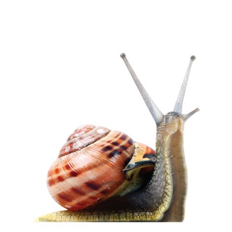  Giant Snail Life-size Cardboard Cutout #5215