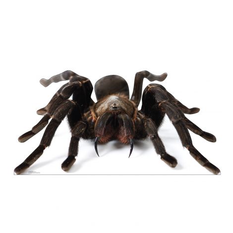  Giant Tarantula Life-size Cardboard Cutout #5216
