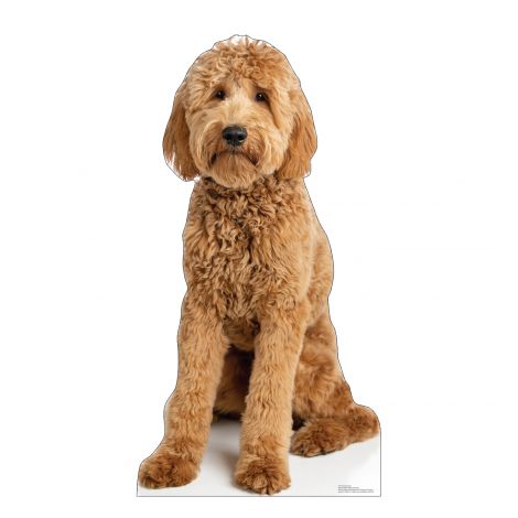  Goldendoodle Life-size Cardboard Cutout #5217