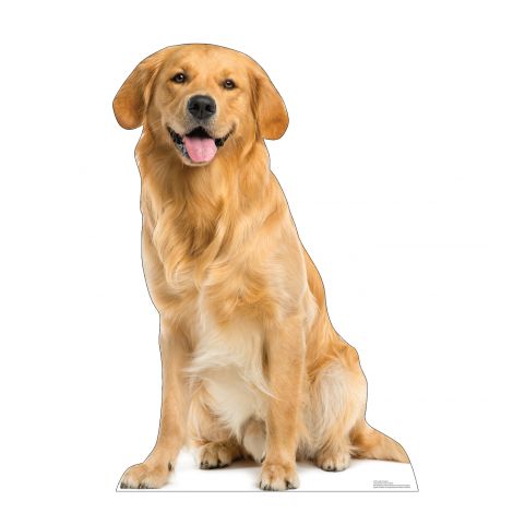  Golden Retriever Life-size Cardboard Cutout #5218