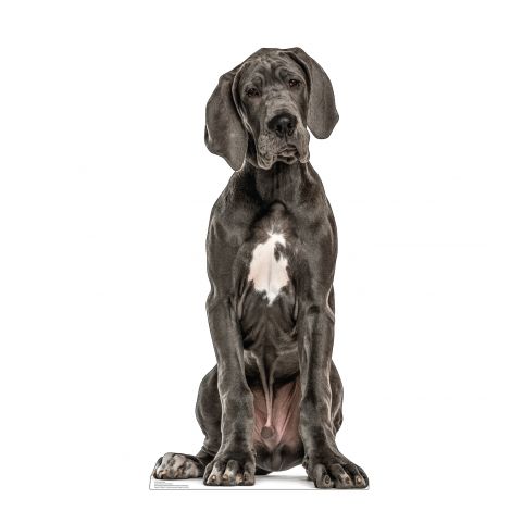  Great Dane Life-size Cardboard Cutout #5219