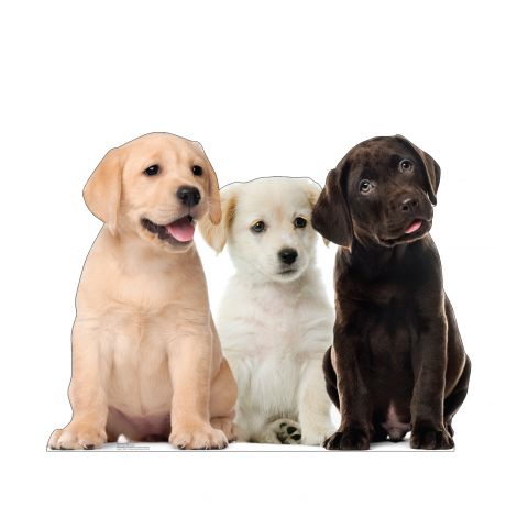 Puppy Group Life-size Cardboard Cutout #5221