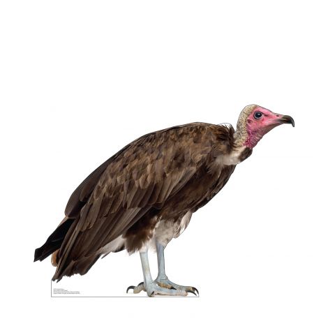  Hooded Vulture Life-size Cardboard Cutout #5223