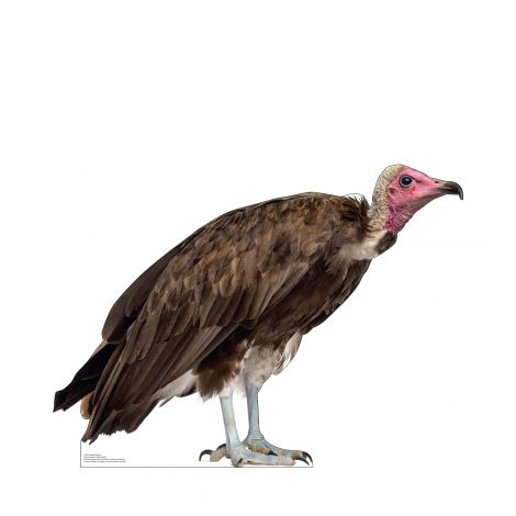 Hooded Vulture Life-size Cardboard Cutout #5223