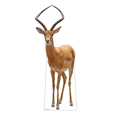 Impala Life-size Cardboard Cutout #5226