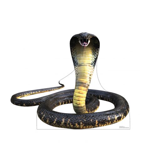  King Cobra Life-size Cardboard Cutout #5228
