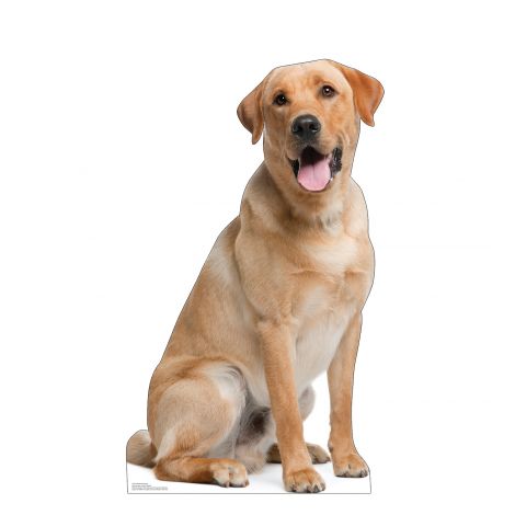  Labrador Retriever Life-size Cardboard Cutout #5230