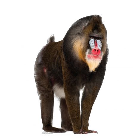  Mandrill Life-size Cardboard Cutout #5231