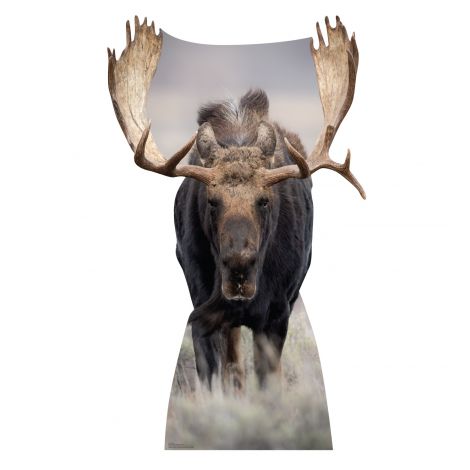  Moose Life-size Cardboard Cutout #5233