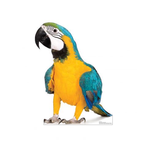  Parrot Life-size Cardboard Cutout #5237