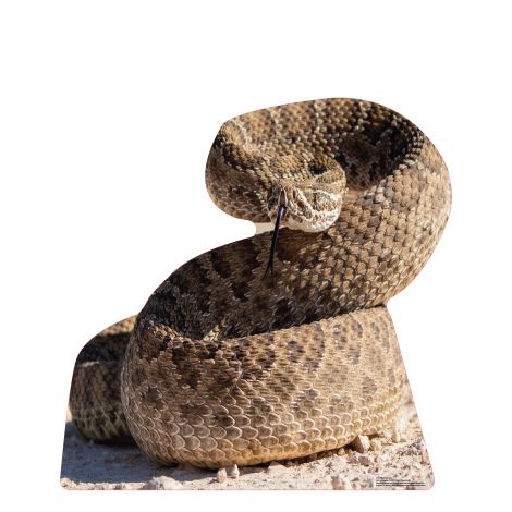  Rattlesnake Life-size Cardboard Cutout #5239