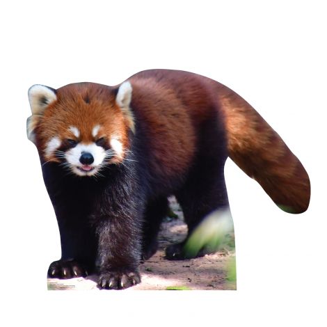  Red Panda Life-size Cardboard Cutout #5242
