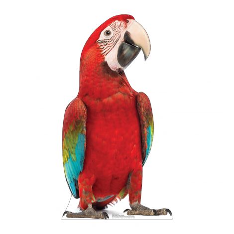 Red Parrot Life-size Cardboard Cutout #5243