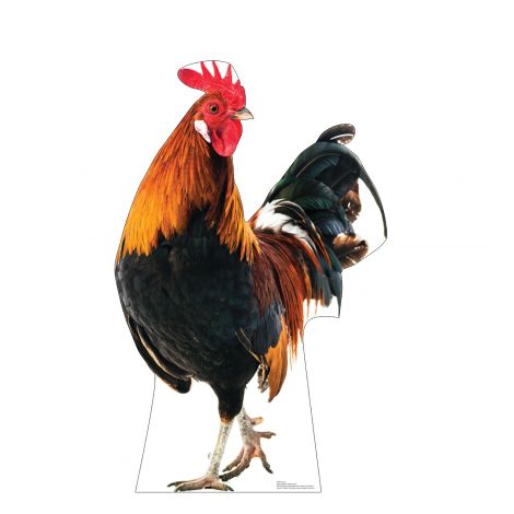 Life-Size Rooster Life-size Cardboard Cutout #5249