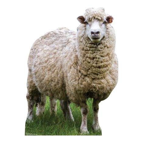  Wooly White Sheep Life-size Cardboard Cutout #5252