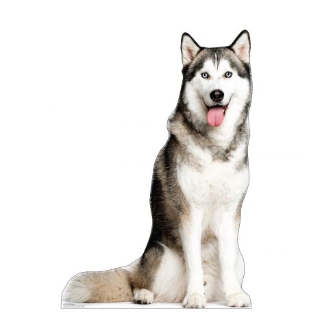  Siberian Husky Life-size Cardboard Cutout #5253