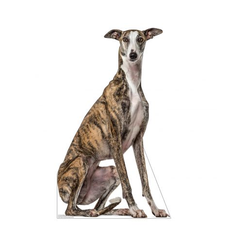  Greyhound Life-size Cardboard Cutout #5254