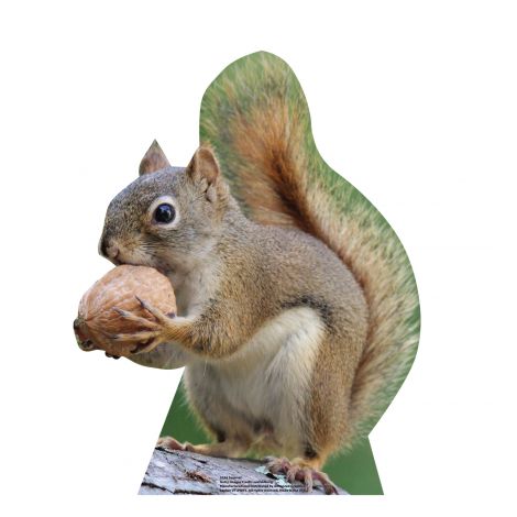  Gray Squirrel Life-size Cardboard Cutout #5256