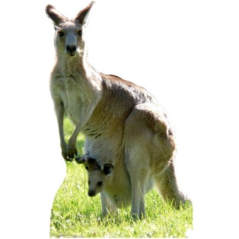  Kangaroo Standup #53