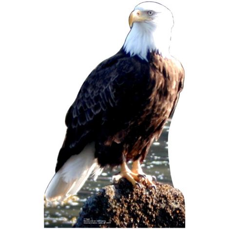  Bald Eagle Standup #57